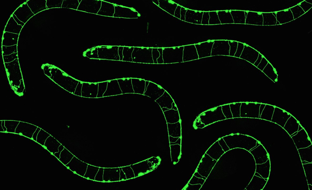 many worms large expanded top.png